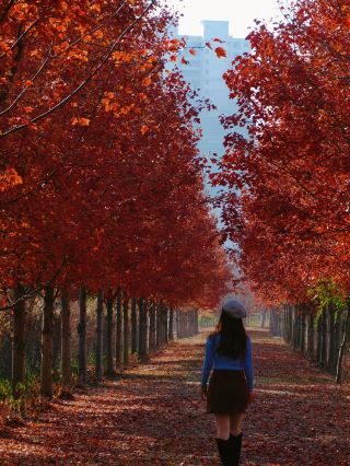 Shanghai 1h direct reach to live inside a maple leaf painting