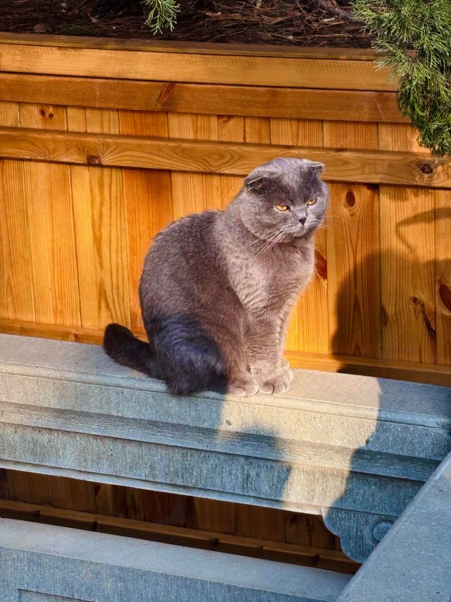 古剎追秋|北宋古寺、銀杏還有貓貓誰說秋意只在枝頭? 古剎追秋|北宋古寺、銀杏還有貓貓誰說秋意只在枝頭?