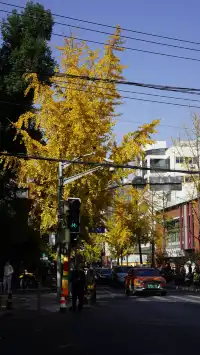 11月28日實況!局門路銀杏濃度已達85%