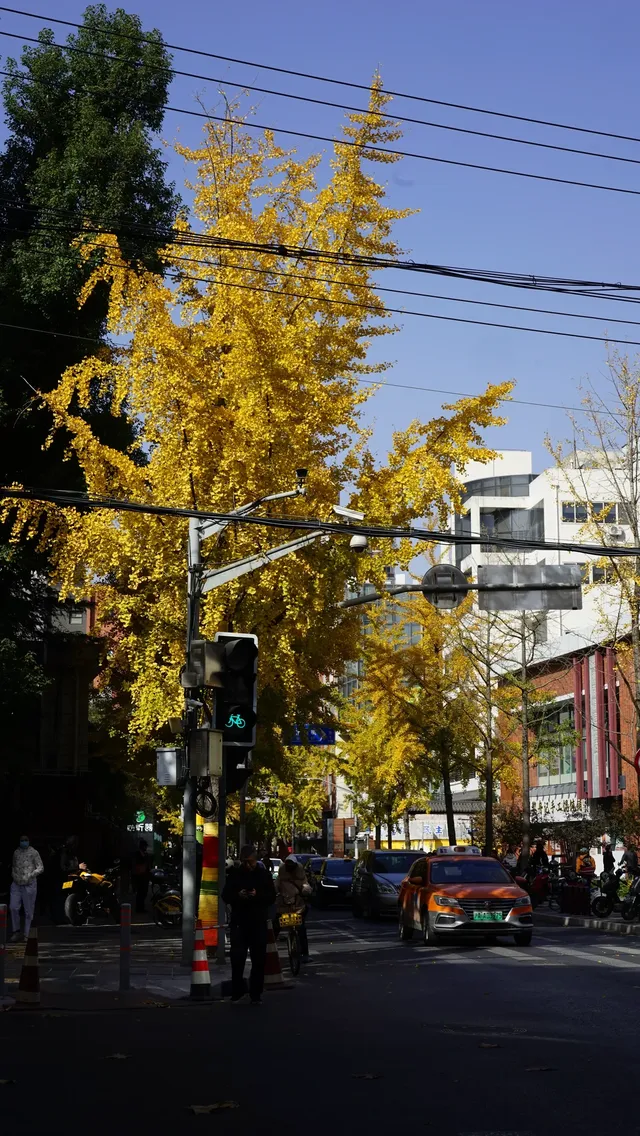 11月28日實況!局門路銀杏濃度已達85% 11月28日實況!局門路銀杏濃度已達85%