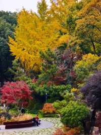 上海小京都這片楓葉階梯美到窒息!人少速來!