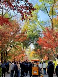 12.6棲霞山實況！！！南京的秋天瘋狂了！！！