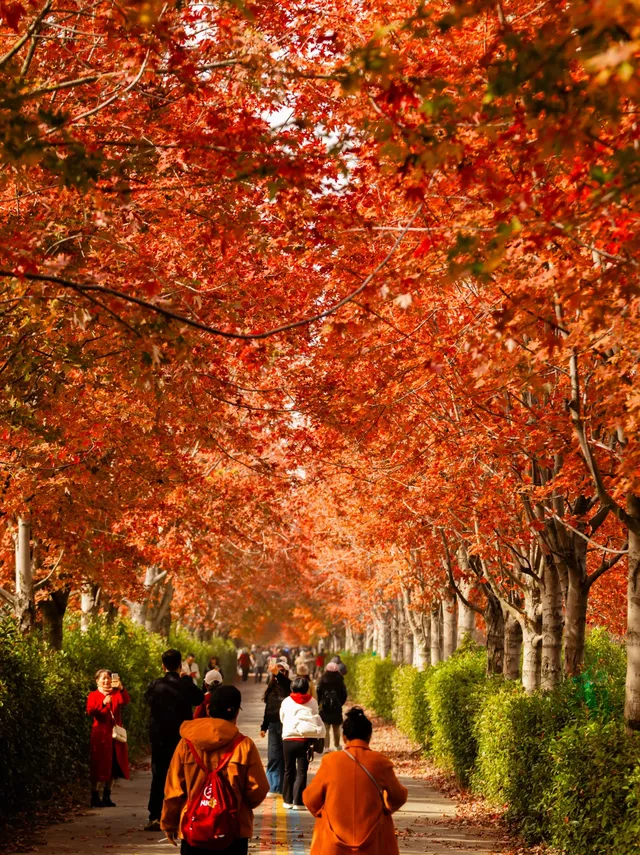 盼瘋了!陽澄湖紅楓大道已進入全紅模式! 盼瘋了!陽澄湖紅楓大道已進入全紅模式!