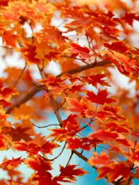 盼瘋了!陽澄湖紅楓大道已進入全紅模式!