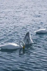 新疆|我在-20°C賽里木湖拍出了人生照片