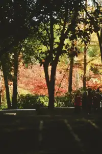 魯迅公園的紅葉已經瘋狂綻放啦