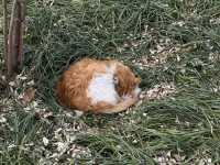 Район Шичахай 