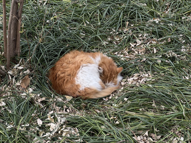 Район Шичахай 