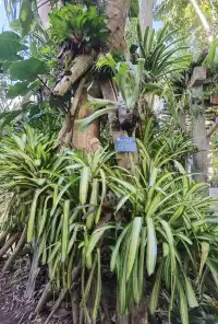 超值的!版納中科院植物園強推