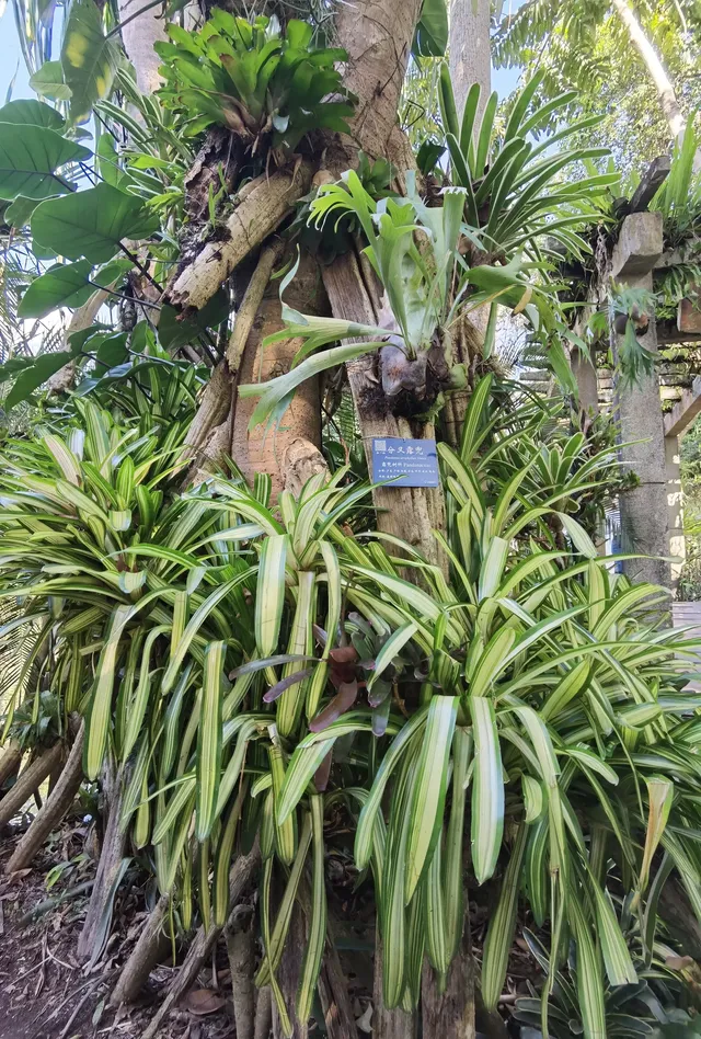 超值的!版納中科院植物園強推 超值的!版納中科院植物園強推