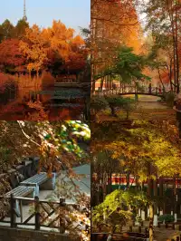 住進青島秋天裡!央視同款路線&沉浸老洋房~