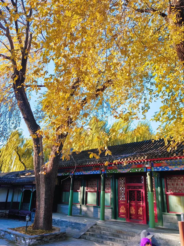 銀杏飄落是獨屬於北京的浪漫