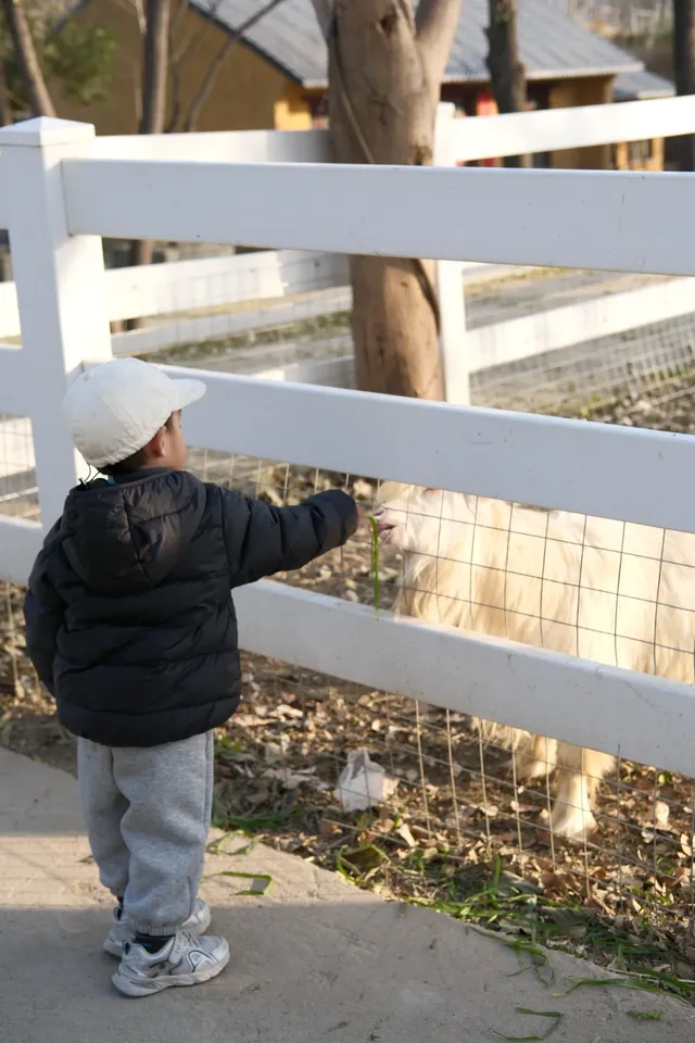 米禾農場真的去不夠|挖完紅薯拔蘿蔔 米禾農場真的去不夠|挖完紅薯拔蘿蔔