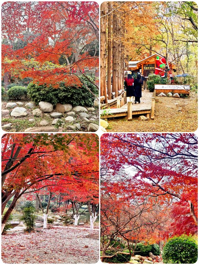 青島|中山公園的楓葉,美得像童話故事一樣 青島|中山公園的楓葉,美得像童話故事一樣