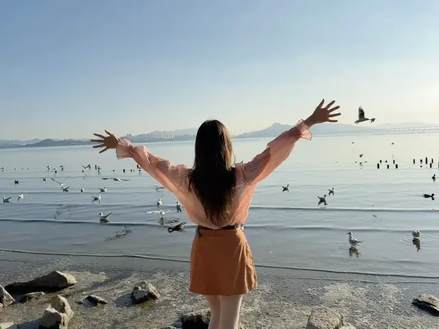 Let's rush to the Shenzhen Bay Seagull Season! Best time & full guide