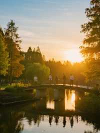 12月實況！上海這片水上森林，娃看呆了