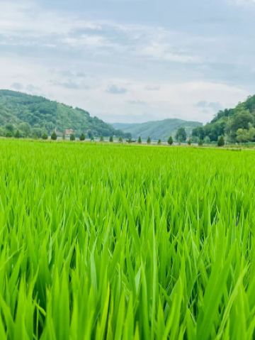 저는 설 연휴 동안 옌안에 이틀을 머물렀는데, 떠나고 싶지 않았습니다.