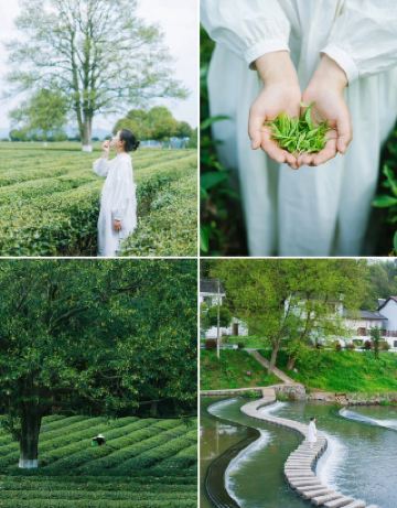 창사 비밀 명소! 미야자키 하야오 스타일의 민트 그린 차밭에 들어서다