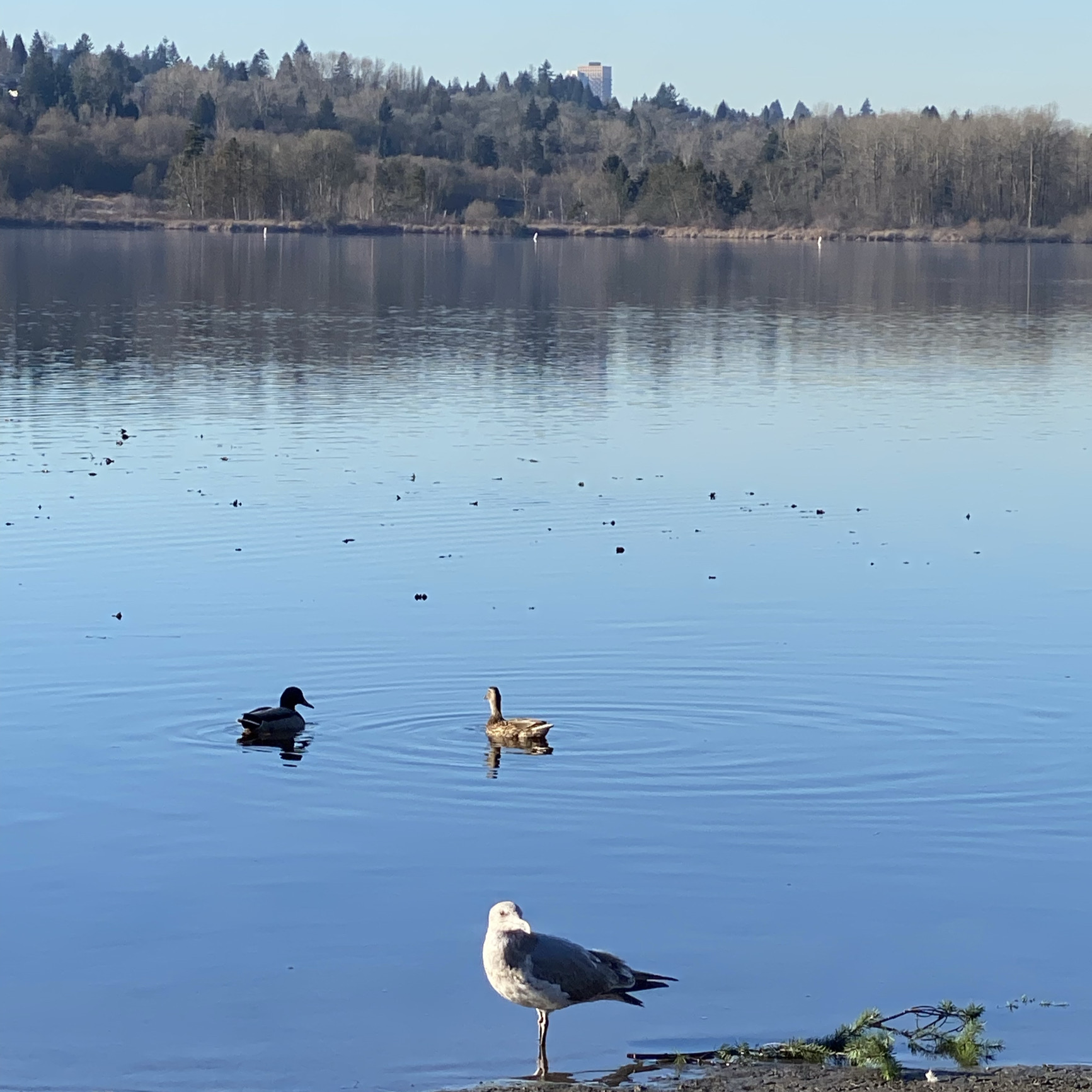 Urban Oasis Exploration | Must-Visit Parks in Burnaby