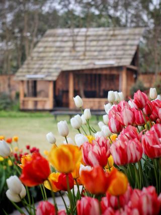Changsha Spring Limited Flower Sea