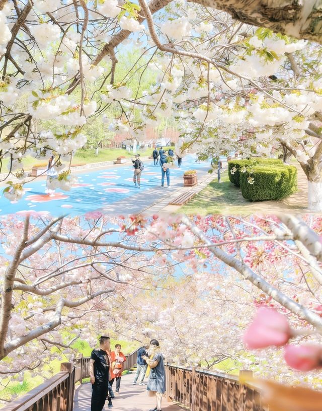 Spring In Dalian Qingming Visit to Dalian Lushun 203 Sakura Garden|A Spring Healed by ...