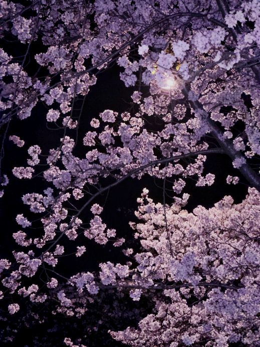 夜桜　苑古 夜桜こそが雰囲気を支配する神！ | Trip.com 鎮江