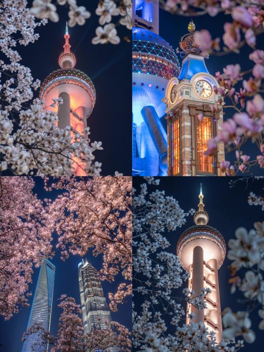 Magic City Night Cherry Blossom Secret Spot｜Lujiazui Magnolia