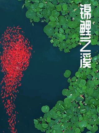 蓮の花の深みへ迷い込み、錦渓で李清照の夏を見つけた！！