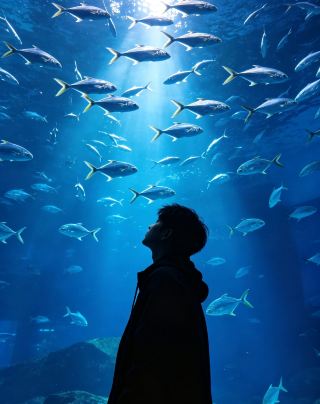 Hefei Ocean World | Evening sessions offer the ultimate atmosphere! If you're visiting Hefei in the summer, the oceanarium is a must-see for escaping the heat. Blue lights, cool air conditioning...