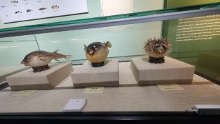 Visiting the pufferfish exhibition hall at Yangzhong Museum with kids in midsummer, delving into the river delicacy culture to unlock the island's unique memories