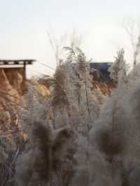 黃河口溜娃聖地