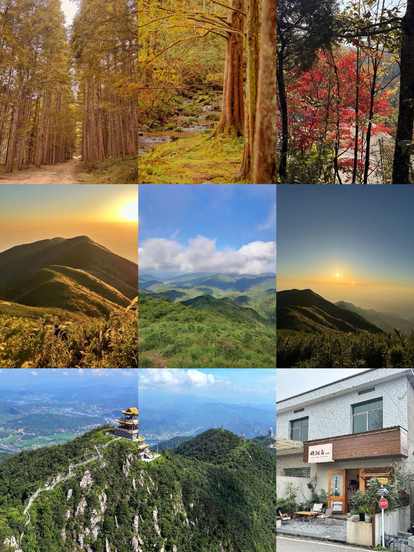 Autumn in Zhuzhou | Shennong Valley metasequoias turn red, Ezhou Island reeds turn white