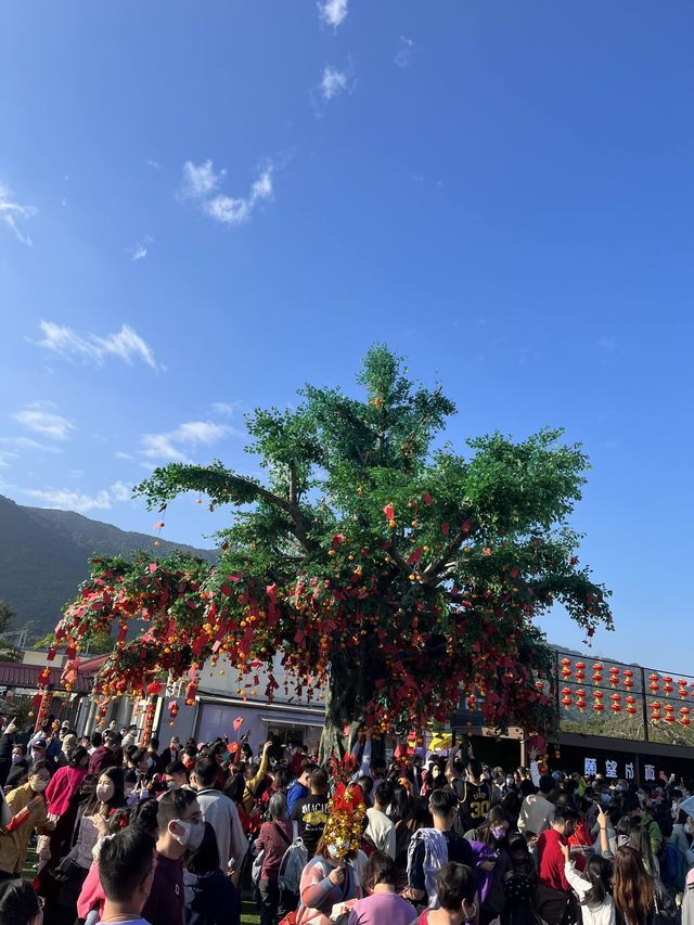 大埔林村許願樹🍊