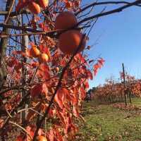 伯斯景點丨季節限定！金黃色大道柿子園Raeburn Orchards
