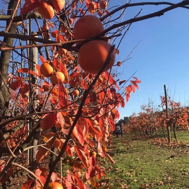 伯斯景點丨季節限定！金黃色大道柿子園Raeburn Orchards