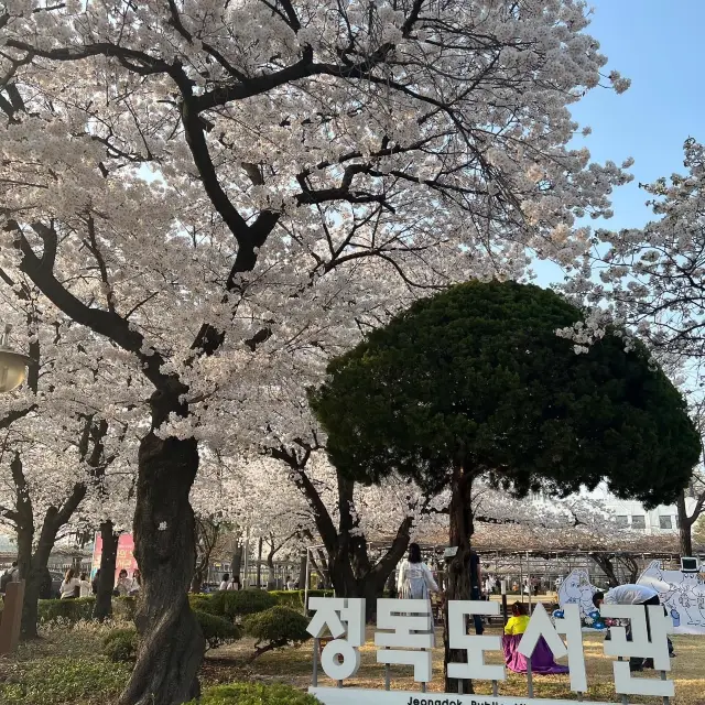 서촌벚꽃핫플🌸정독도서관