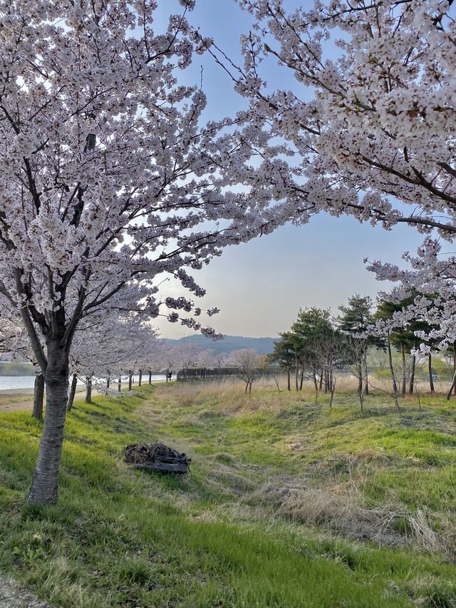 강릉 벚꽃 축제는 경포호수지~ 🌸