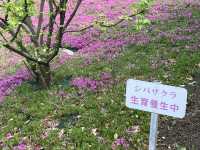 東京まだまだ桜満喫できるシバザクラ
