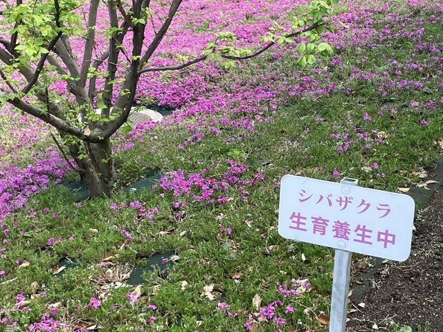 東京まだまだ桜満喫できるシバザクラ