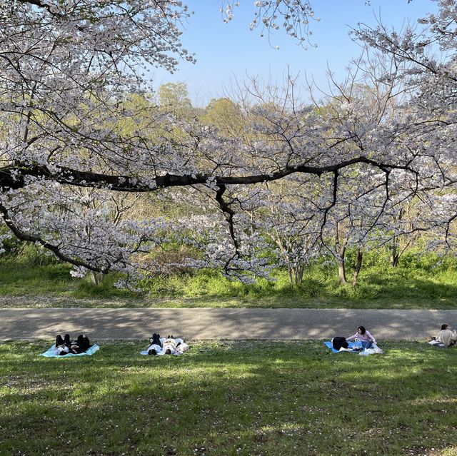 背割堤 - 石清水八幡宮 - 綻放的櫻花