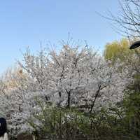 여기가 🌸벚꽃맛집🌸 이라던데요?