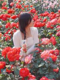 대구에서 가장 핫한 유명장미명소 🌹💗