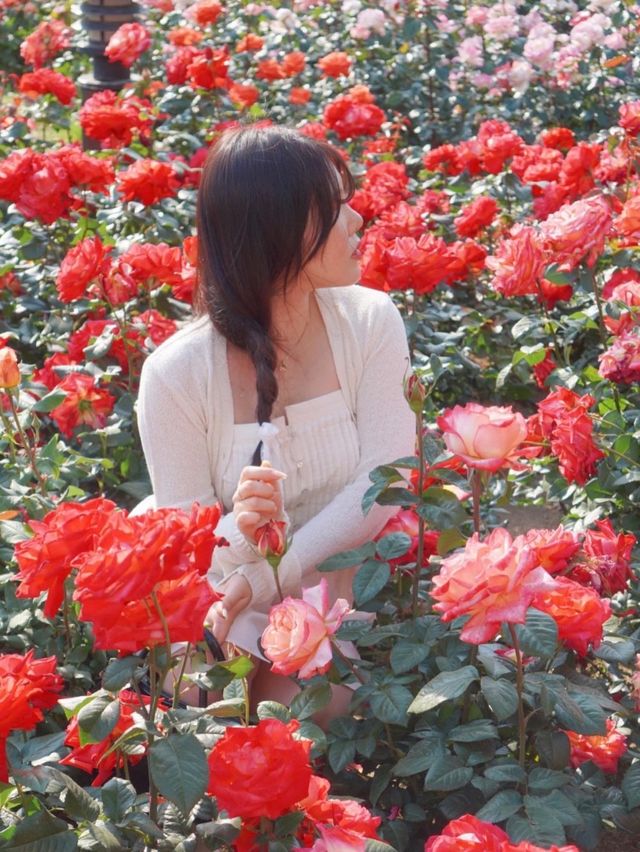 대구에서 가장 핫한 유명장미명소 🌹💗
