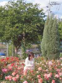 대구에서 가장 핫한 유명장미명소 🌹💗