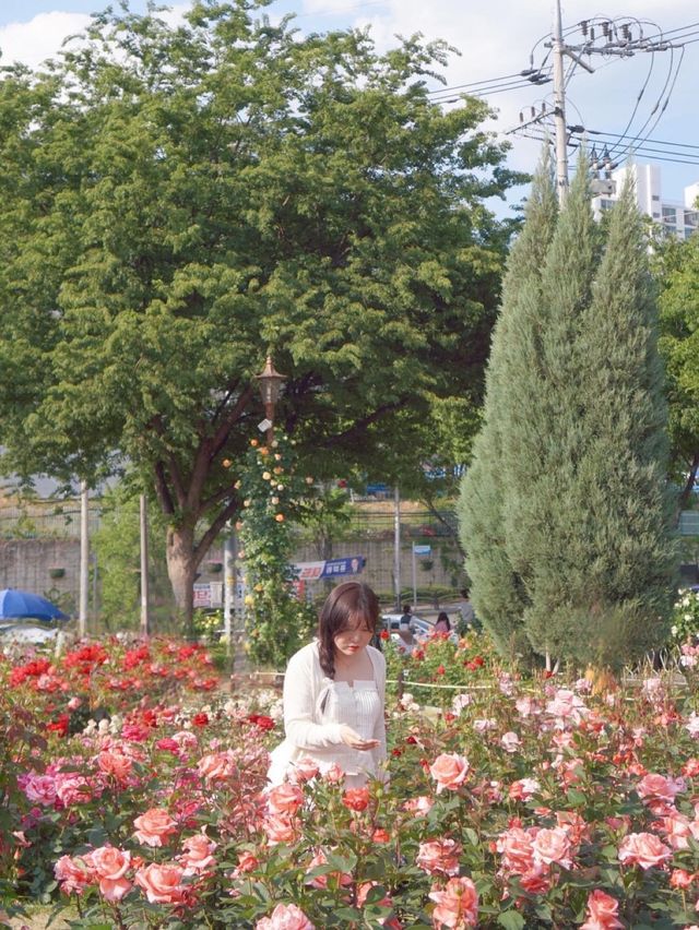 대구에서 가장 핫한 유명장미명소 🌹💗