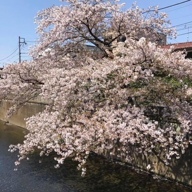 櫻花🌸大爆發👍🏻東京近郊宿河原站