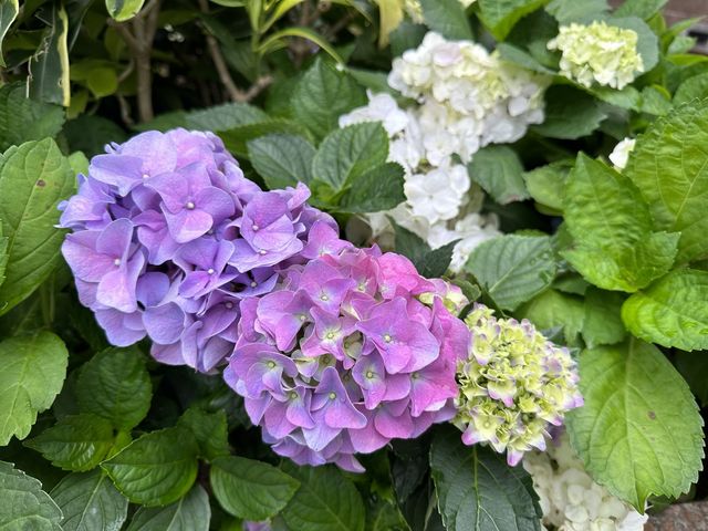 香港賞花｜九龍公園｜今年最後一輯繡球花照片