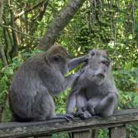 Sacred Monkey Forest Sanctuary 🐒