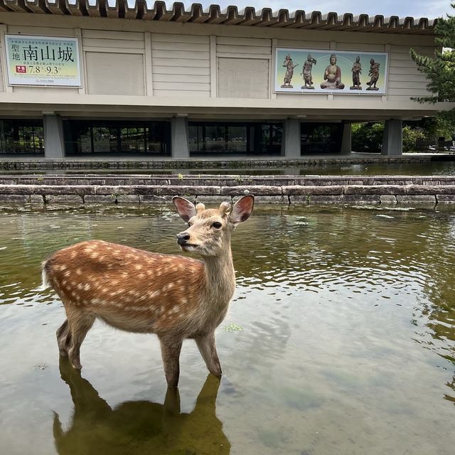 횡단보도 건너는 사슴 보신 분?! 저요!🙌