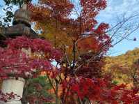เที่ยวใบไม้เปลี่ยนสี เกียวโต วัดเอกันโดเซ็นริน 🍁⛩️